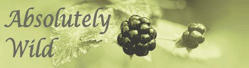 [Absolutely Wild Ltd]