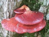 [Beefsteak fungus  (Fistulina hepatica)]