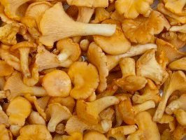 [Chanterelle, also known as girolle]