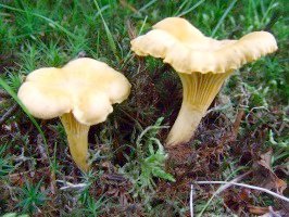Chanterelle, also known as girolle