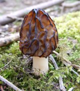 [Spring fungus Mitrophora semilibera]