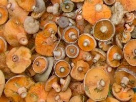 Saffron milk caps (Lactarius deliciosus)