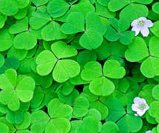 [Wood sorrel (Oxalis acetosella)]